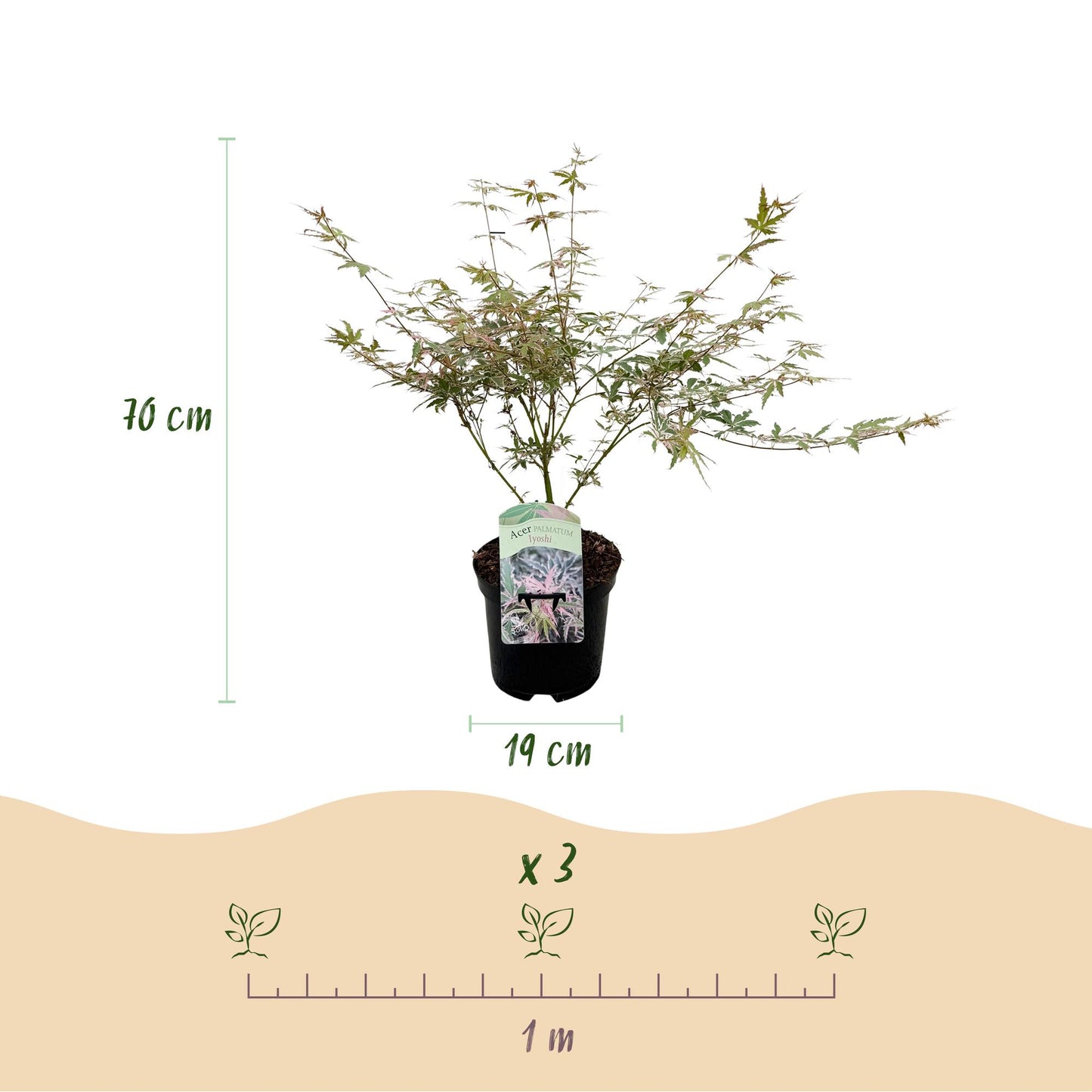 Green boutiQ - Terrasplant - Japanse Esdoorn - Acer palmatum Iyoshi - Roze - 1 Plant - Bladverliezend - Pot 19cm Hoogte 70cm