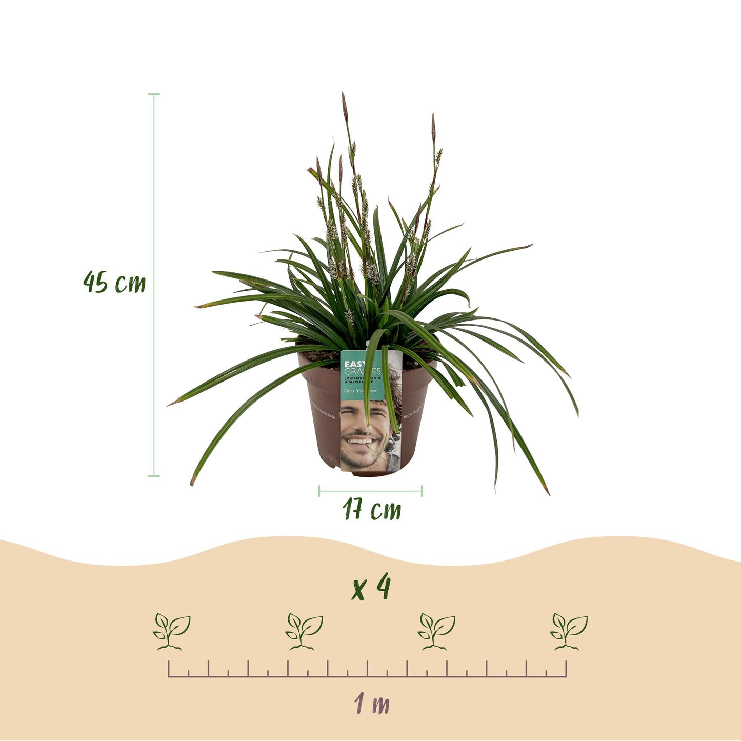 Green boutiQ - Siergrassen -  Carex morrowii Irish Green - Groen & Geel - 2 Planten - Bladhoudend - Weinig Onderhoud - Pot 17cm Hoogte 50cm