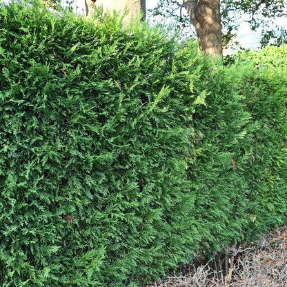 Green boutiQ - Haagplanten - Cupressocyparis leylandii - blad groen - 8 planten - 1 strekkende meter - groenblijvend - pot 9cm hoogte 35-40cm