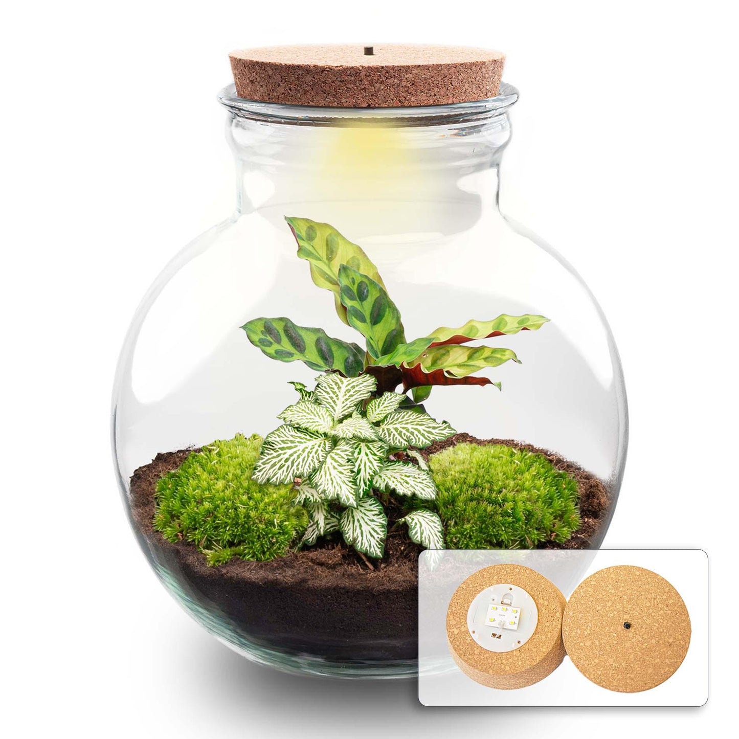 DIY Planten terrarium (met licht) - Teddy - Ø 25 cm ↑ 26,5 cm - Met LED-kurk