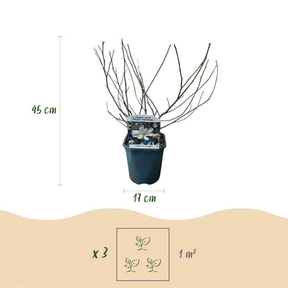 Green boutiQ - Heesters -  Magnolia Stellata  - Bloem Wit  - 1 Plant - Bladverliezend - Weinig Onderhoud - Pot 17cm Hoogte 45cm