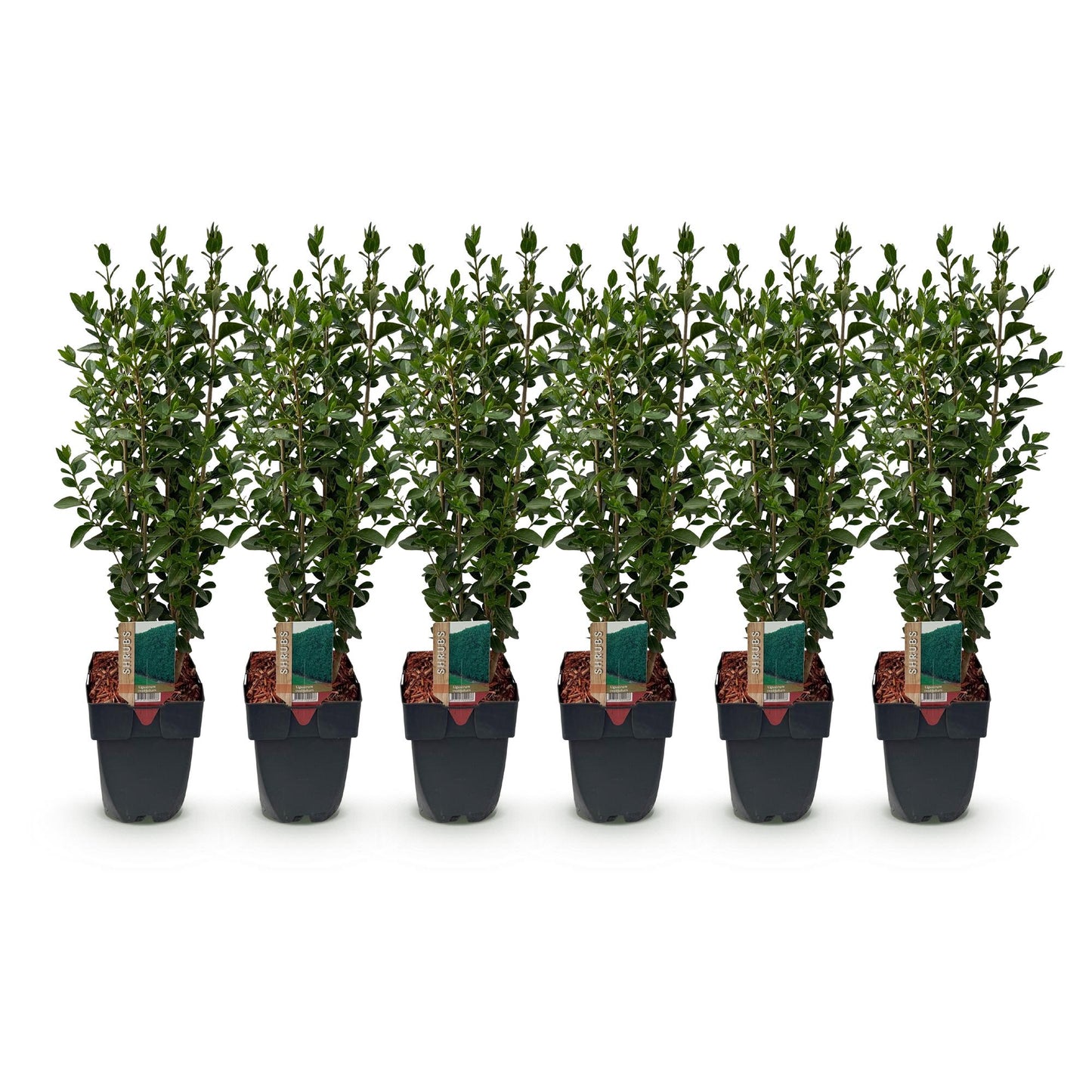 Green boutiQ - Haagplanten - Ligustrum ovalifolium -  blad groen - 6 planten - 1 strekkende meter - groenblijvend - pot 17cm hoogte 55cm