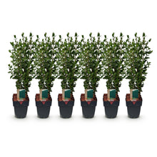 Green boutiQ - Haagplanten - Ligustrum ovalifolium -  blad groen - 6 planten - 1 strekkende meter - groenblijvend - pot 17cm hoogte 55cm