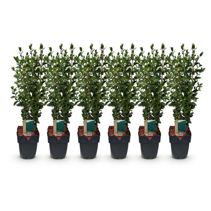 Green boutiQ - Haagplanten - Ligustrum ovalifolium -  blad groen - 6 planten - 1 strekkende meter - groenblijvend - pot 17cm hoogte 55cm