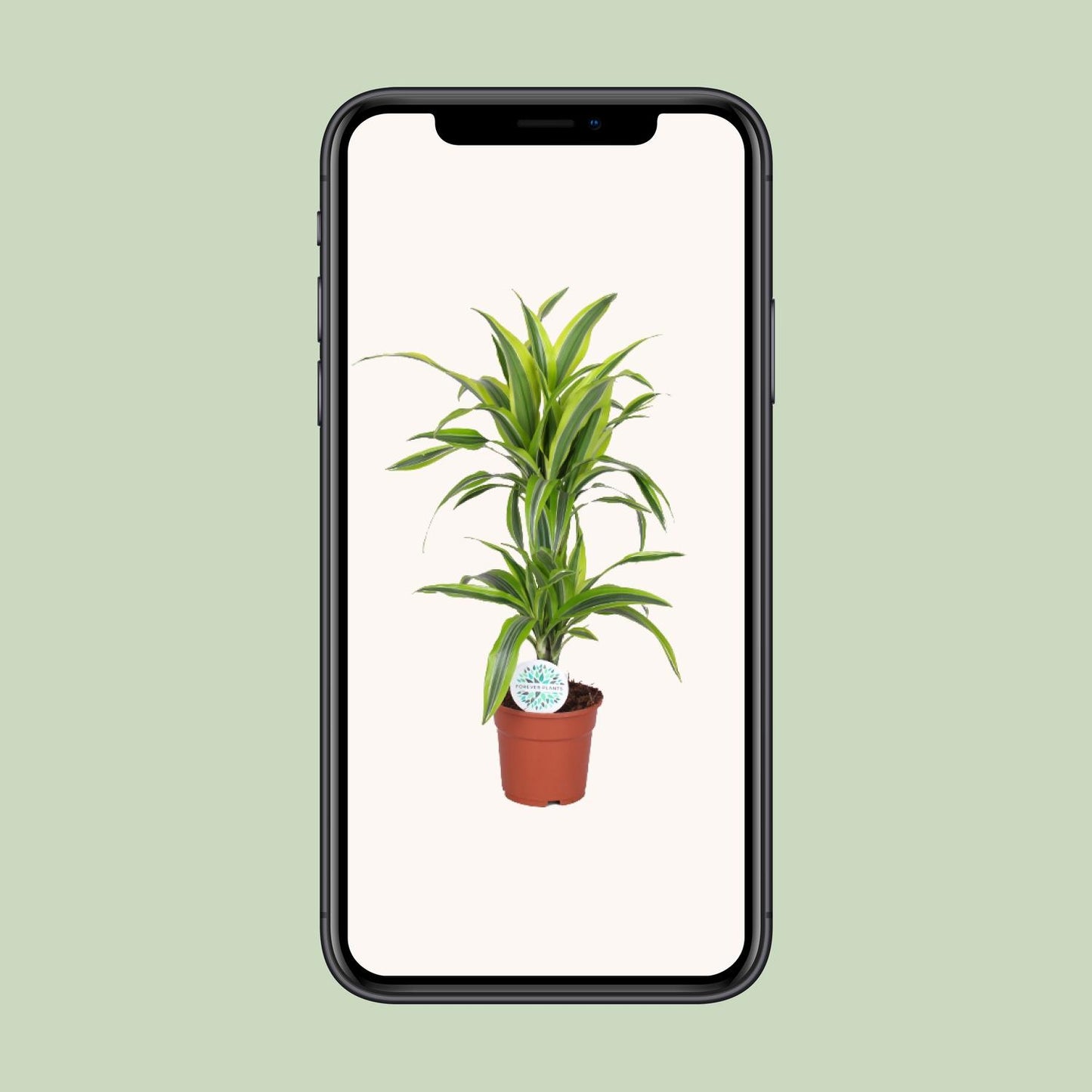 Dracaena limun-limeta - Ø17cm - ↕65cm