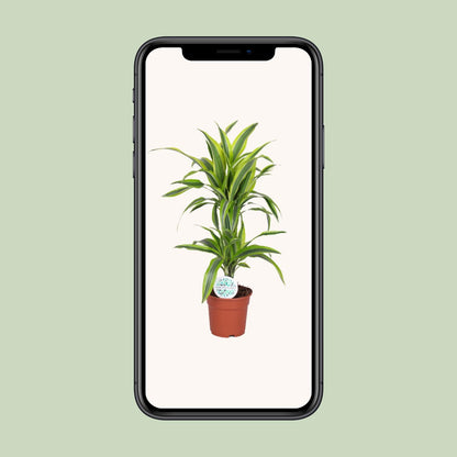 Dracaena limun-limeta - Ø17cm - ↕65cm