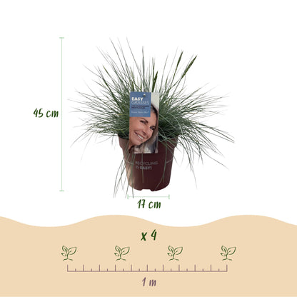 Green boutiQ - Siergrassen - Festuca glauca Intense Blue  - Blauw - 4 Planten - Bladhoudend - Weinig Onderhoud - Pot 17cm Hoogte 50cm