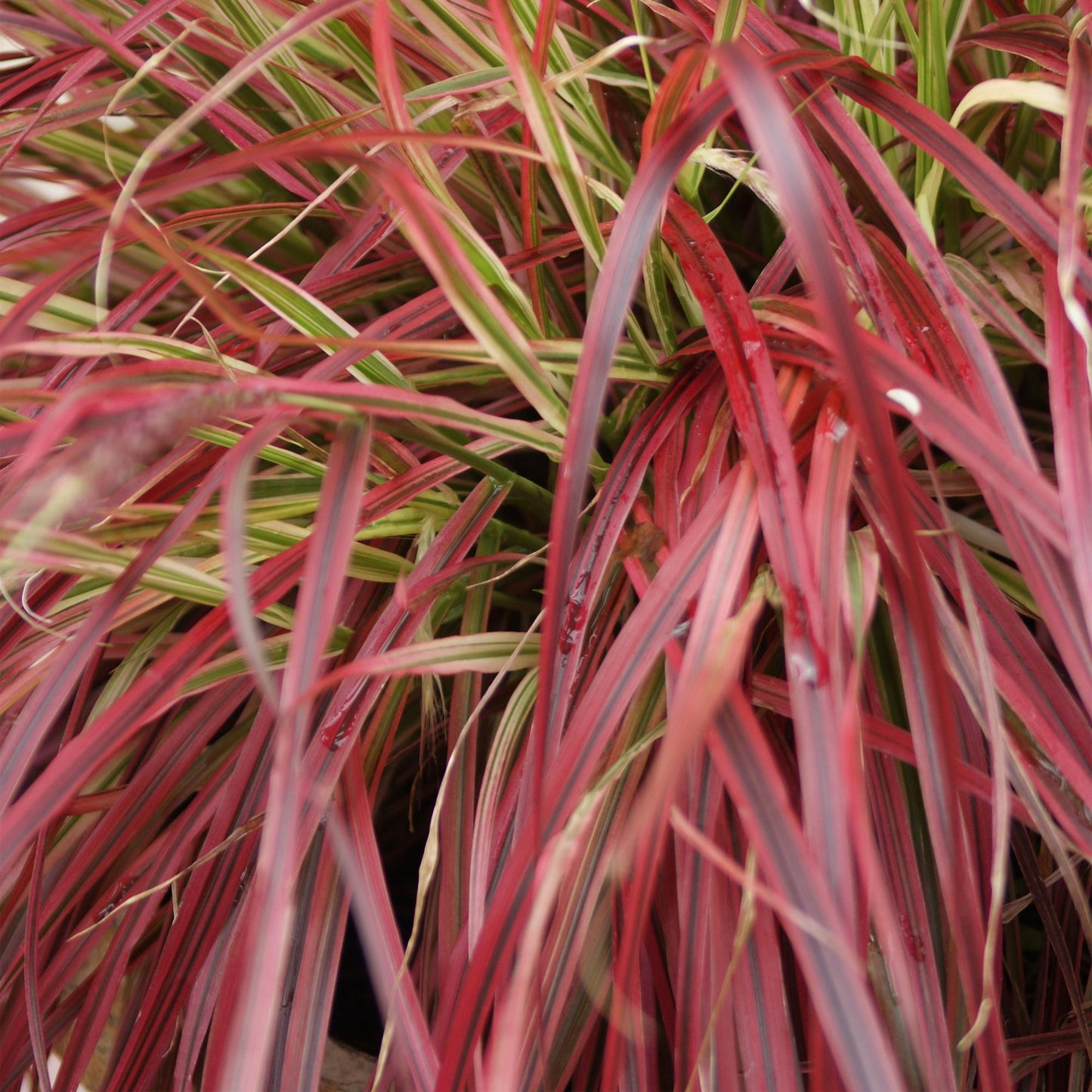 Green boutiQ - Siergrassen - Uncinia rubra Everflame  - Rood - 4 Planten - Bladhoudend - Weinig Onderhoud - Pot 17cm Hoogte 50cm