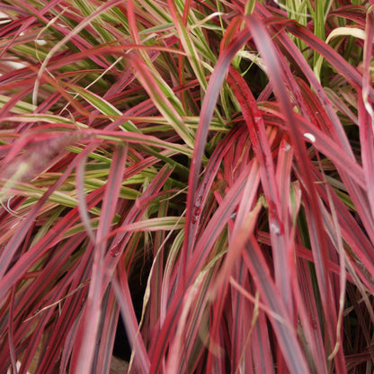 Green boutiQ - Siergrassen - Uncinia rubra Everflame  - Rood - 4 Planten - Bladhoudend - Weinig Onderhoud - Pot 17cm Hoogte 50cm