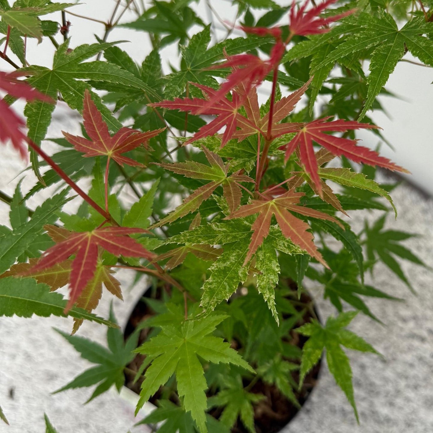 Green boutiQ - Terrasplant - Japanse Esdoorn - Acer palmatum Phoenix - Roze - 1 Plant - Bladverliezend - Pot 19cm Hoogte 70cm