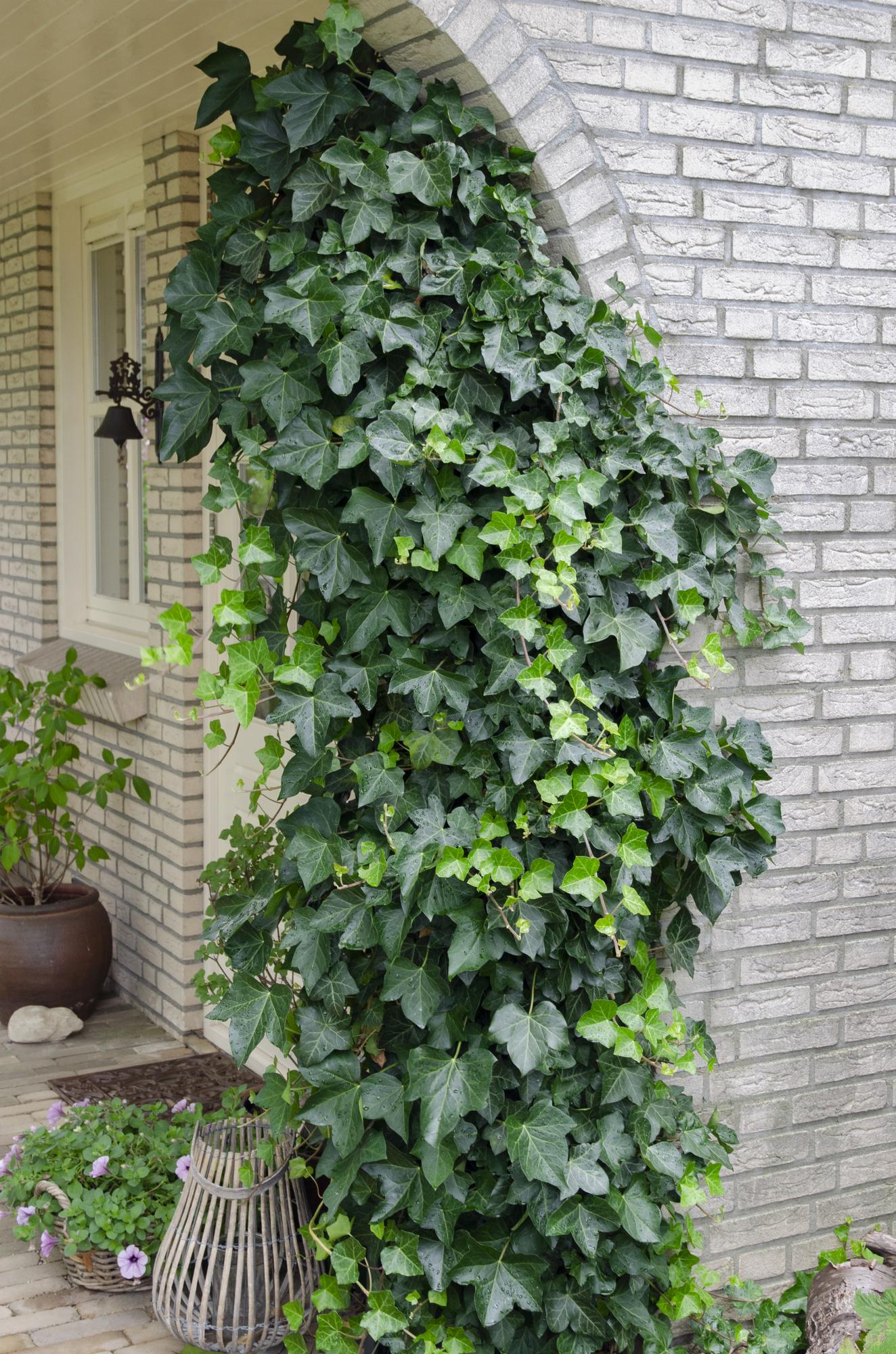 Hedera spirala - Ø15cm - ↕65cm