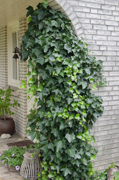Hedera spirala - Ø15cm - ↕65cm