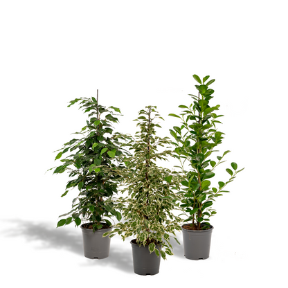 Fikus Benjamina Danielle - Ø21cm - ↕95cm + Fikus Benjamina Twilight - Ø21cm - ↕95cm + Fikus Microcarpa Moclame - Ø21cm - ↕95cm