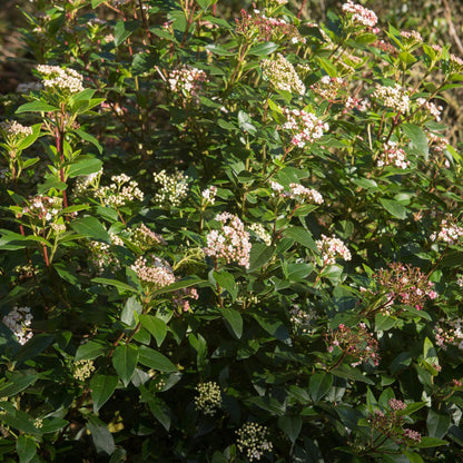 Green boutiQ - Tuinplant - Viburnum tinus Eve Price - Plant op stam - Terras Plant - Bladhoudend - Weinig Onderhoud - Pot 19cm Hoogte 90cm