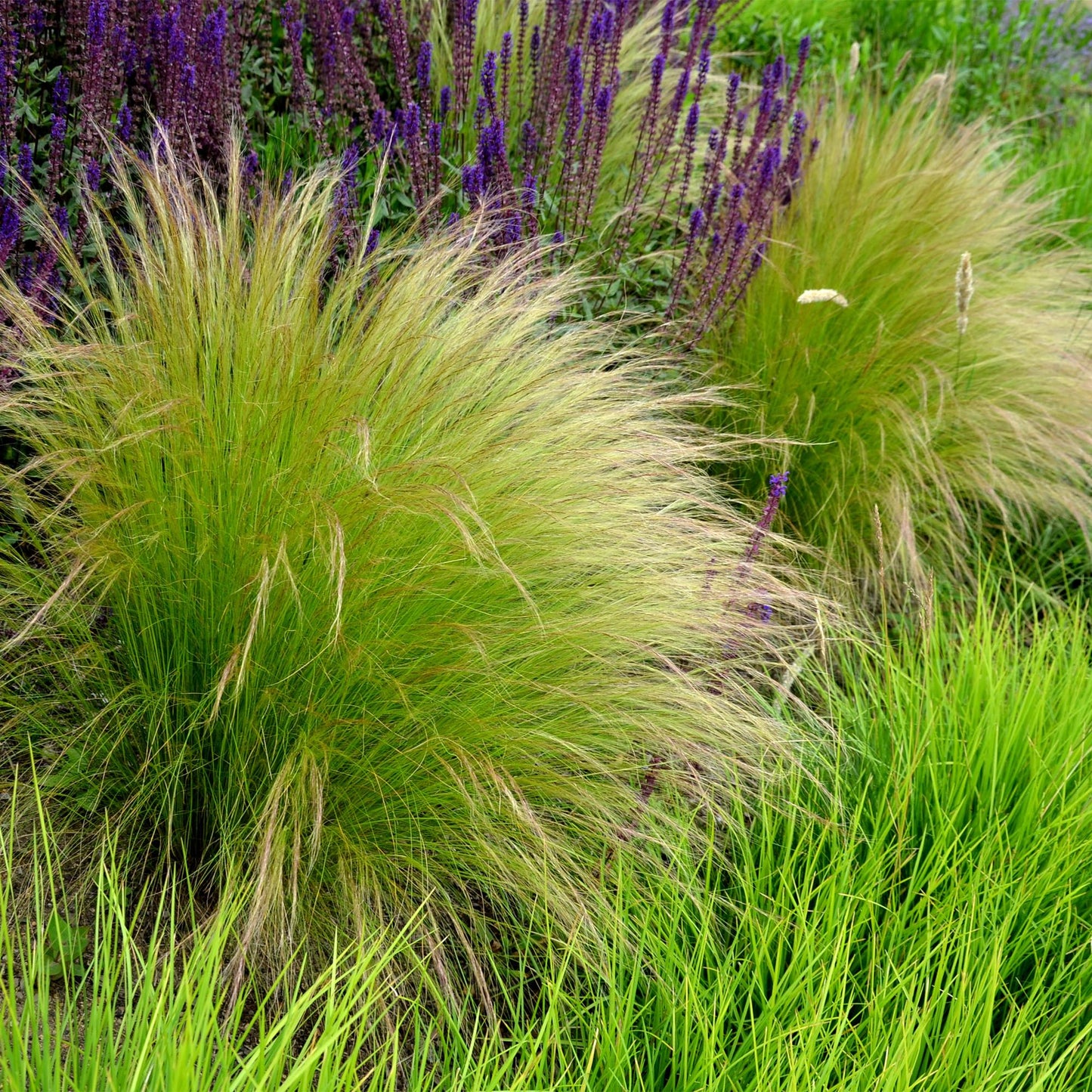 Green boutiQ - Siergrassen - Stipa tenuifolia Pony Tails - Groen - 4 Planten - Bladhoudend - Weinig Onderhoud - Pot 17cm Hoogte 50cm