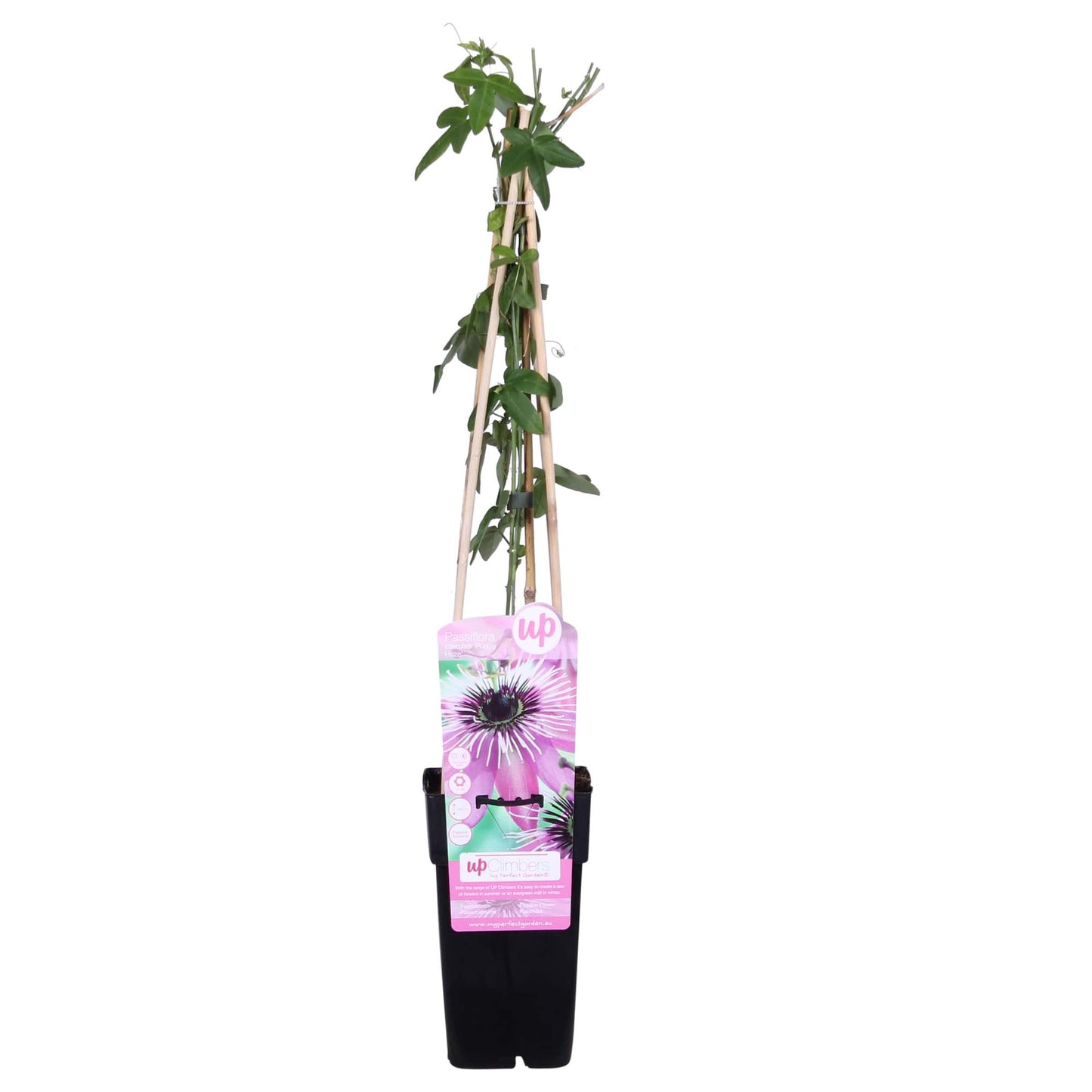 Ljubičasta pasiflora 'Purple Haze' - Ø15cm - ↕65cm