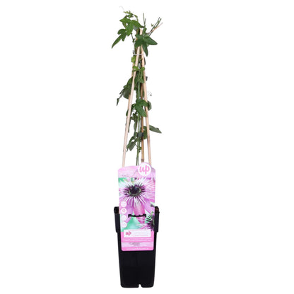 Ljubičasta pasiflora 'Purple Haze' - Ø15cm - ↕65cm