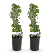 Green boutiQ - Klimplant - Hedera helix - Blad groen - Groenblijvend - 2 planten - Pot 11cm Hoogte 40cm