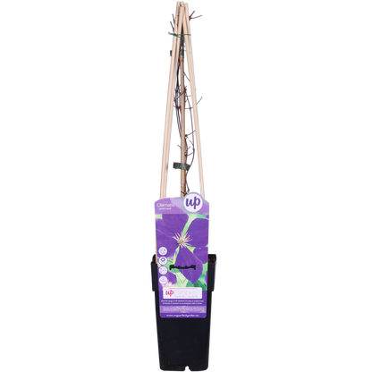 Clematis Jackmanii - Ø15cm - ↕65cm