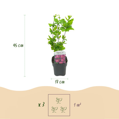 Green boutiQ - Heesters - Hibiscus syriacus Tricolour - Bloem Roze, Wit en Blauw - 3 Planten - Bladverliezend - Weinig Onderhoud - Pot 17cm Hoogte 45cm