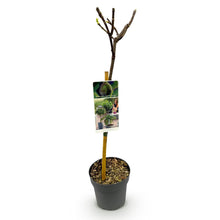 Green boutiQ - Tuinplant - Ficus carica Brown Turkey - Plant op stam - Terras Plant - Bladverliezend - Weinig Onderhoud - Pot 19cm Hoogte 90cm