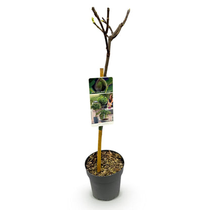 Green boutiQ - Tuinplant - Ficus carica Brown Turkey - Plant op stam - Terras Plant - Bladverliezend - Weinig Onderhoud - Pot 19cm Hoogte 90cm