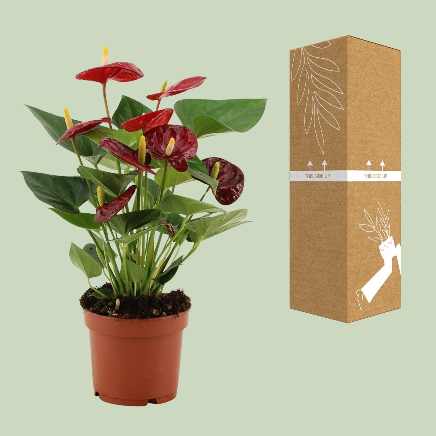 Anthurium Calon u prozirnom omotu - Ø12cm - ↕36cm