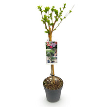 Green boutiQ - Tuinplant - Hibiscus syriacus Tricolour - Plant op stam - Terras Plant - Bladverliezend - Weinig Onderhoud - Pot 19cm Hoogte 90cm