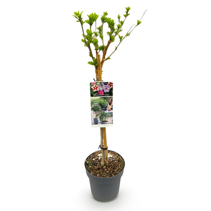 Green boutiQ - Tuinplant - Hibiscus syriacus Tricolour - Plant op stam - Terras Plant - Bladverliezend - Weinig Onderhoud - Pot 19cm Hoogte 90cm