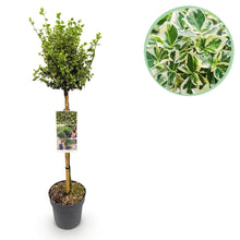 Green boutiQ - Tuinplant - Euonymus fortunei Emerald Gaiety - Plant op stam - Terras Plant - Bladhoudend - Weinig Onderhoud - Pot 19cm Hoogte 90cm