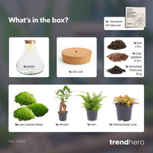 DIY planten terrarium met licht - Sam XL Bonsai - Ø 30 cm ↑ 32 cm