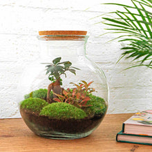 DIY Planten terrarium (met licht) - Teddy Bonsai - Ø 25 cm ↑ 26,5 cm - Rake + Shovel