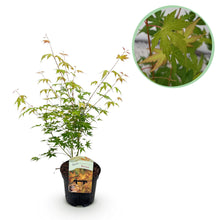 Green boutiQ - Terrasplant - Japanse Esdoorn - Acer palmatum Katsura - Oranje - 1 Plant - Bladverliezend - Pot 19cm Hoogte 70cm