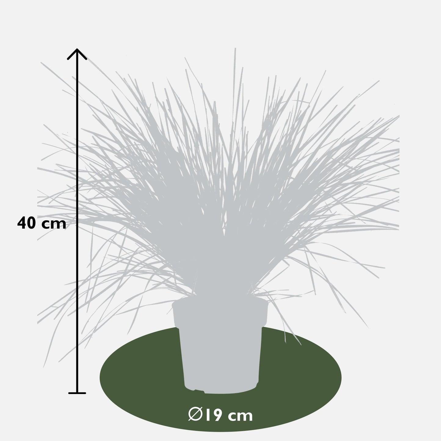 Lomandra longifolia 'White Sands' - Ø19cm - ↕40cm