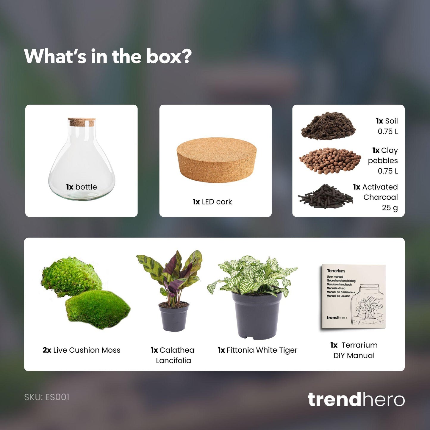 DIY terarij – Sammie Calathea – visina 27 cm – Bez alata
