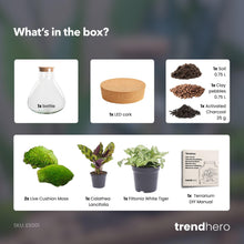 DIY terarij – Sammie Calathea – visina 27 cm – Bez alata
