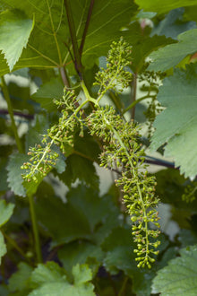 Vitis vinifera 'Johanniter' - Ø13cm - ↕45cm