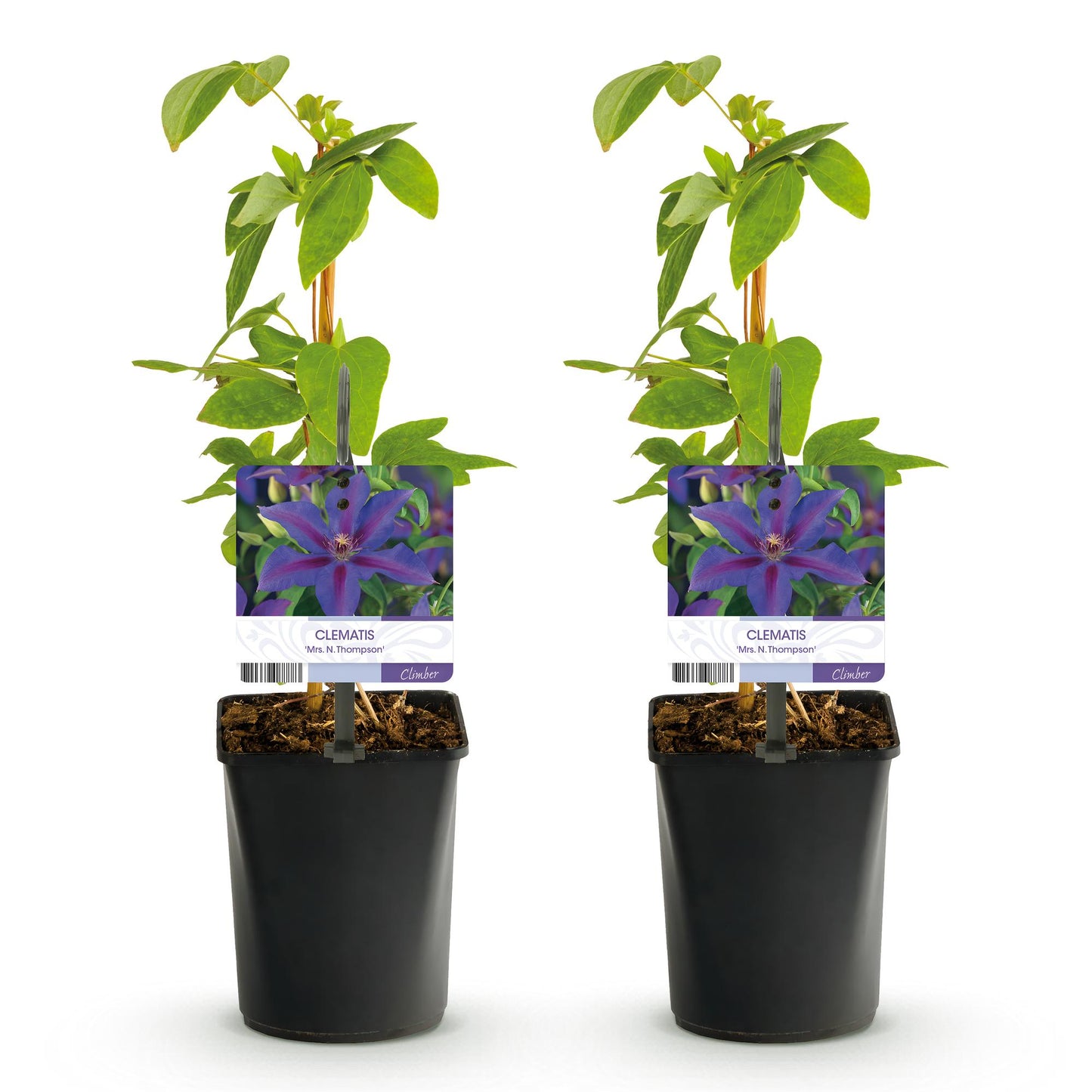 Green boutiQ - Klimplant - Clematis Mrs. N. Thompson - Bloem Roze - Weinig onderhoud -2 planten -  Pot 11cm Hoogte 40cm