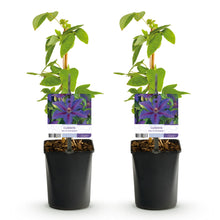 Green boutiQ - Klimplant - Clematis Mrs. N. Thompson - Bloem Roze - Weinig onderhoud -2 planten -  Pot 11cm Hoogte 40cm