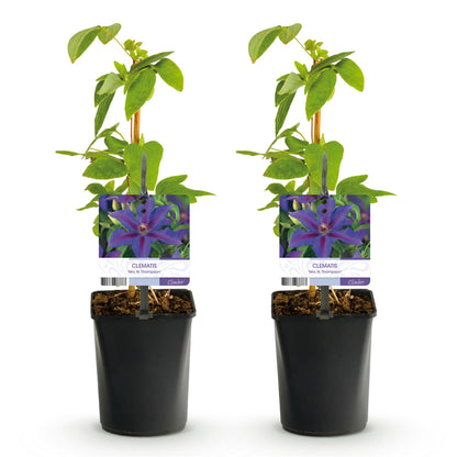 Green boutiQ - Klimplant - Clematis Mrs. N. Thompson - Bloem Roze - Weinig onderhoud -2 planten -  Pot 11cm Hoogte 40cm