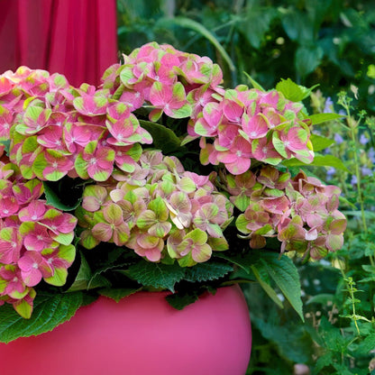 Green boutiQ - Terrasplant - Hortensia - Hydrangea Magical Green Fire - Roze Groen - 6-10 Bloemen - Pot 23cm Hoogte 55cm