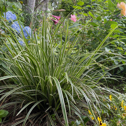Green boutiQ - Siergrassen - Carex morrowii Ice Dance  - Wit & Groen - 2 Planten - Bladhoudend - Weinig Onderhoud - Pot 17cm Hoogte 50cm