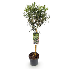 Green boutiQ - Tuinplant - Olea Europaea - Plant op stam - Terras Plant - Bladhoudend - Weinig Onderhoud - Pot 19cm Hoogte 90cm