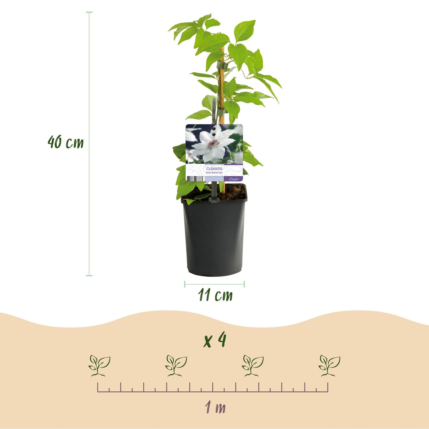 Green boutiQ - Klimplant - Clematis Miss bateman - Bloem Wit - Weinig onderhoud -2 planten -  Pot 11cm Hoogte 40cm
