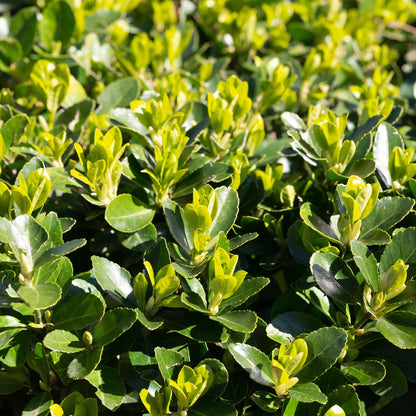 Green boutiQ - Haagplanten - Euonymus japonica Green Spire -  blad groen - 6 planten - 1 strekkende meter - groenblijvend - pot 17cm hoogte 40cm