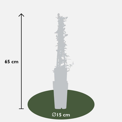 Pyracantha 'Soleil dOr' - Ø15cm - ↕65cm