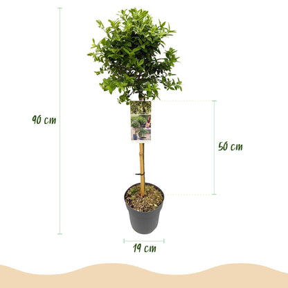 Green boutiQ - Tuinplant - Euonymus fortunei Harlequin - Plant op stam - Terras Plant - Bladhoudend - Weinig Onderhoud - Pot 19cm Hoogte 90cm