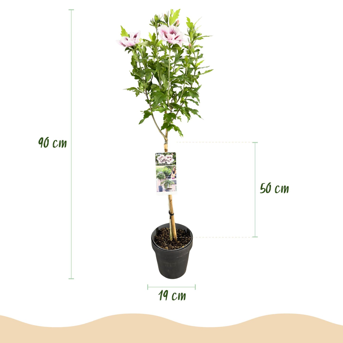 Green boutiQ - Tuinplant - Hibiscus syriacus Starburst Chiffon® - Plant op stam - Terras Plant - Bladverliezend - Weinig Onderhoud - Pot 19cm Hoogte 90cm