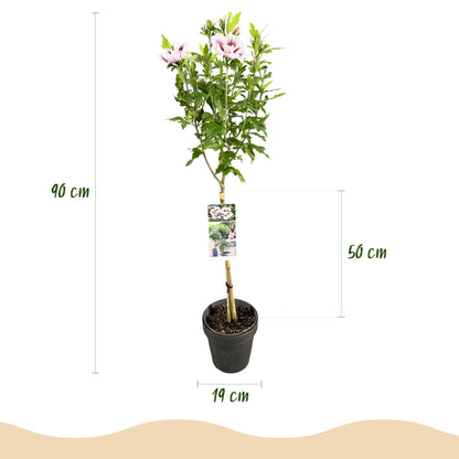Green boutiQ - Tuinplant - Hibiscus syriacus Starburst Chiffon® - Plant op stam - Terras Plant - Bladverliezend - Weinig Onderhoud - Pot 19cm Hoogte 90cm
