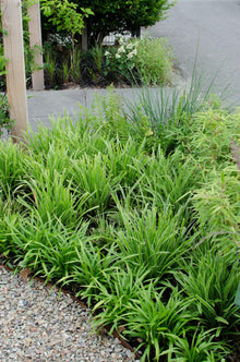 3x - Carex morrowii 'Ples na ledu' - ↨30cm - Ø14